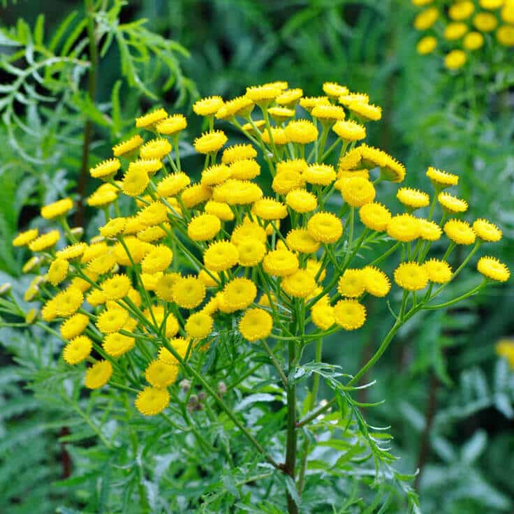 Blue Tansy Essential Oil OptingHealth