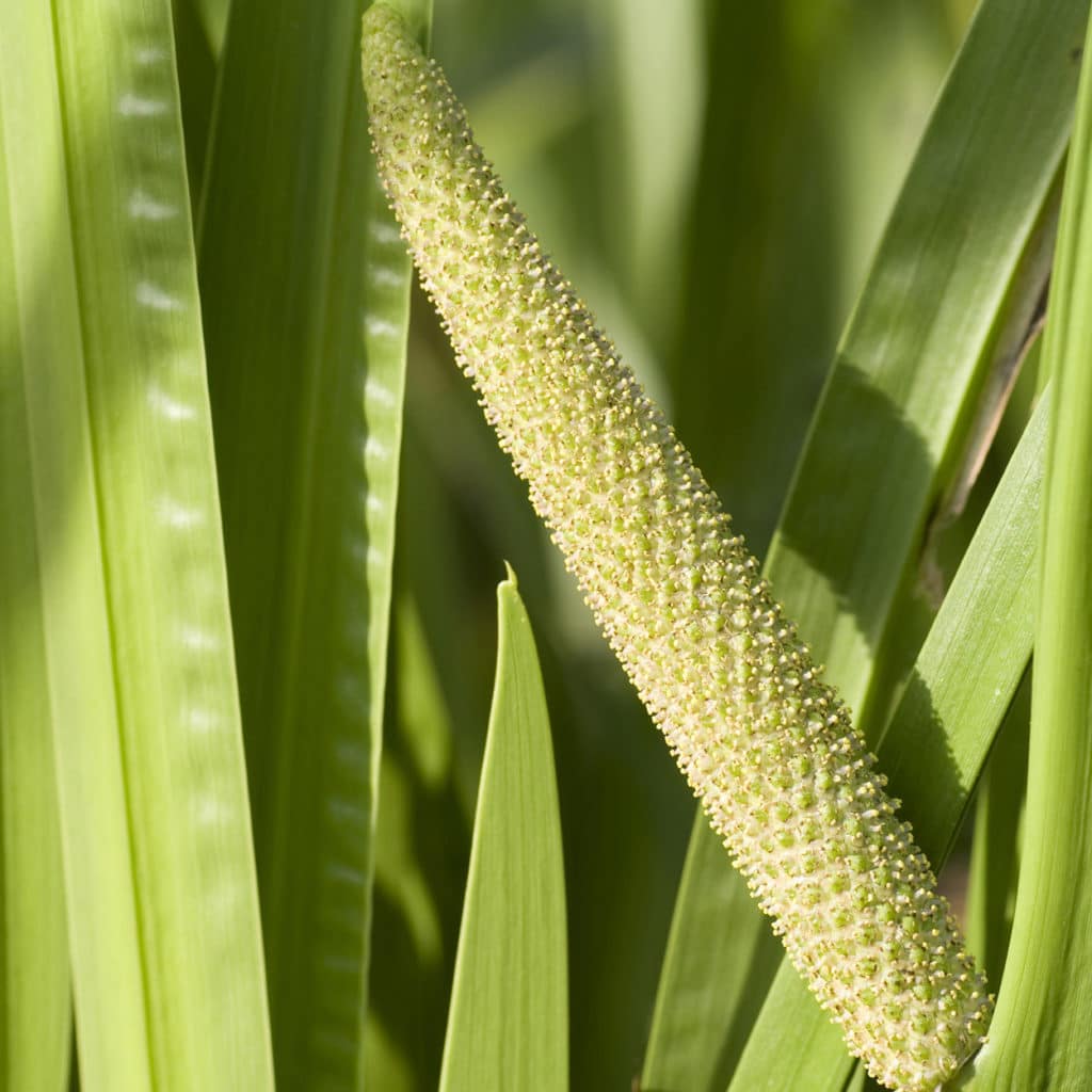 Calamus Essential Oil OptingHealth