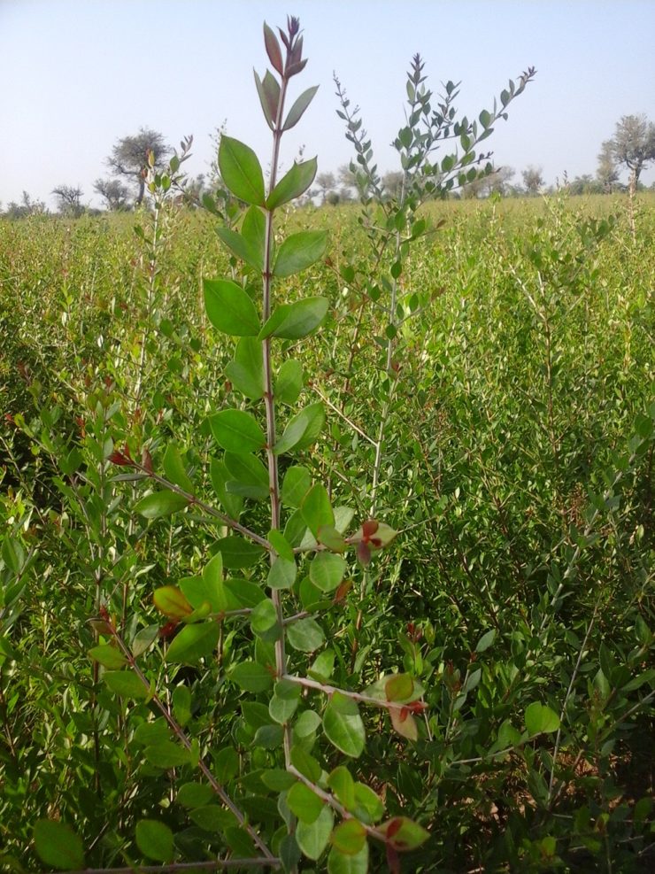 Henna Essential Oil - OptingHealth