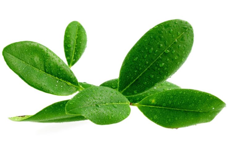 Ravensara Essential Oil - OptingHealth