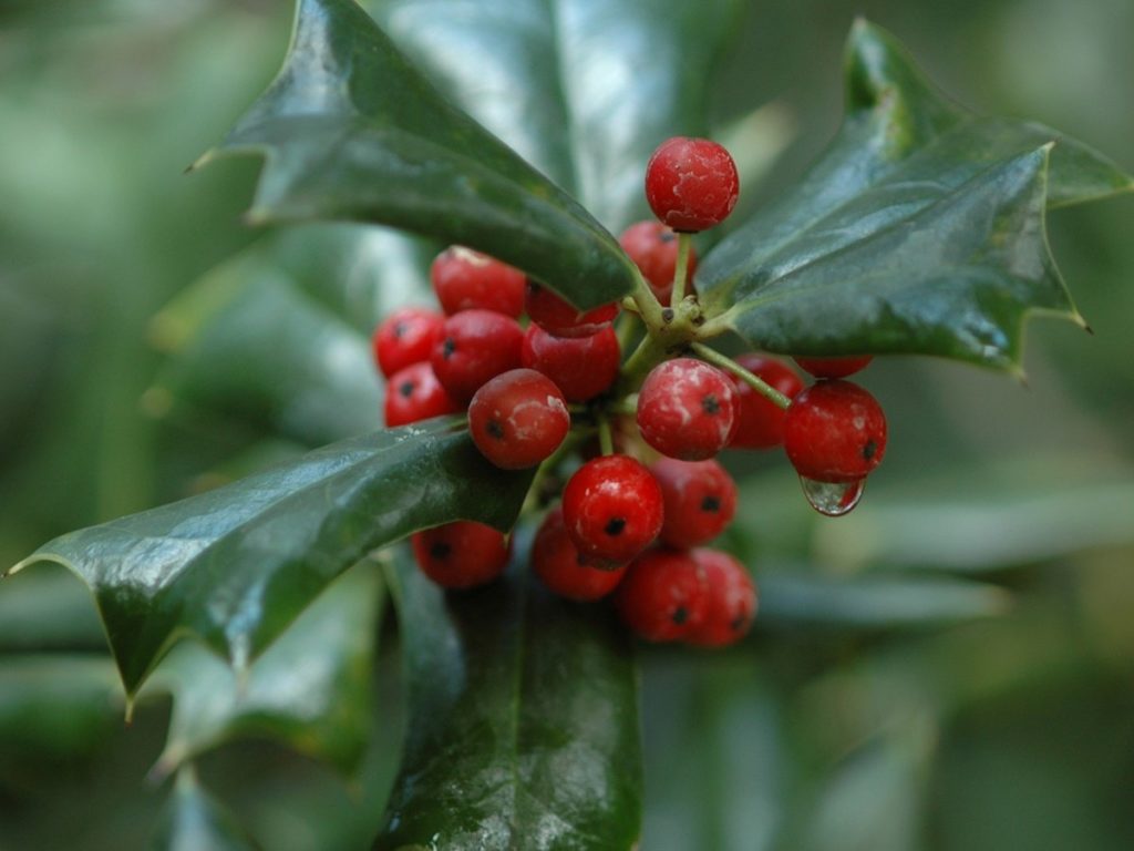 Wintergreen Oil OptingHealth
