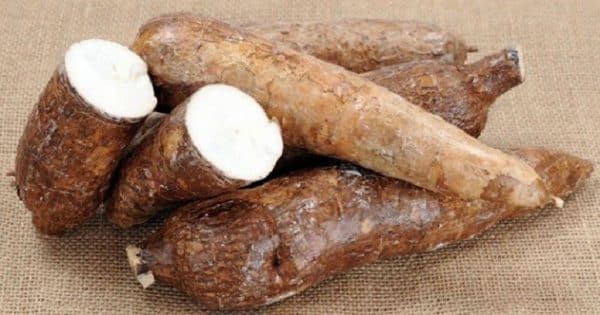 Cassava