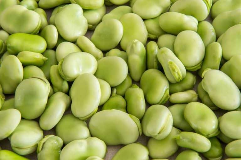 15 Foods High in Iodine You Should Include in Your Diet OptingHealth