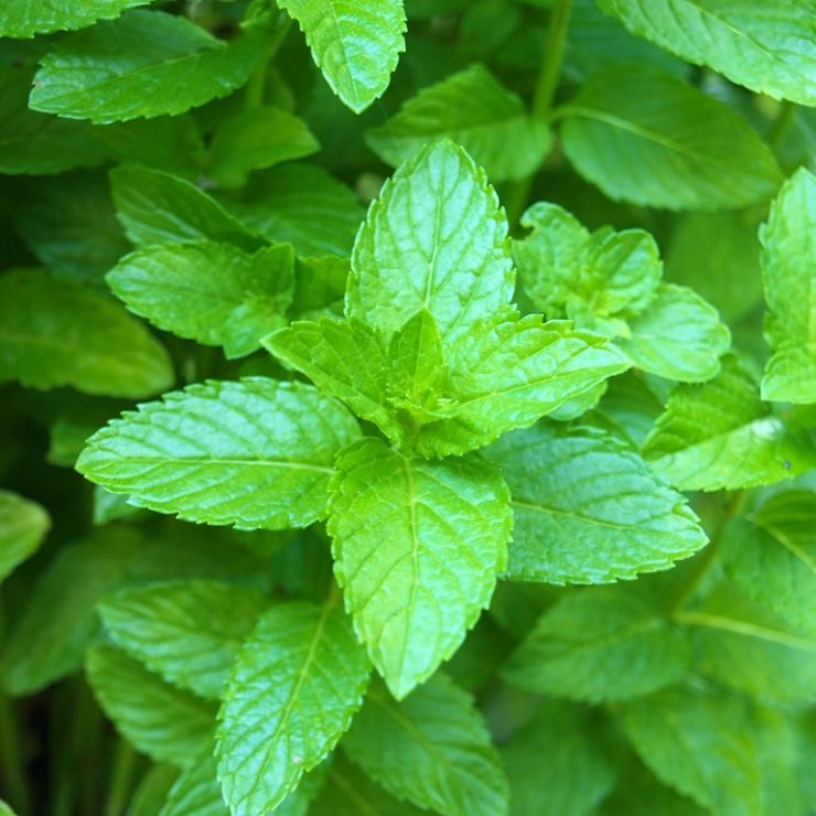 7 Health Benefits of Peppermint OptingHealth
