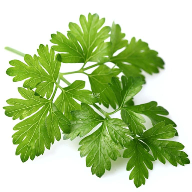 5 Health Benefits of Parsley OptingHealth