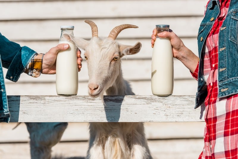 15 Proven Health Benefits Of Goat Milk You Should Know - OptingHealth