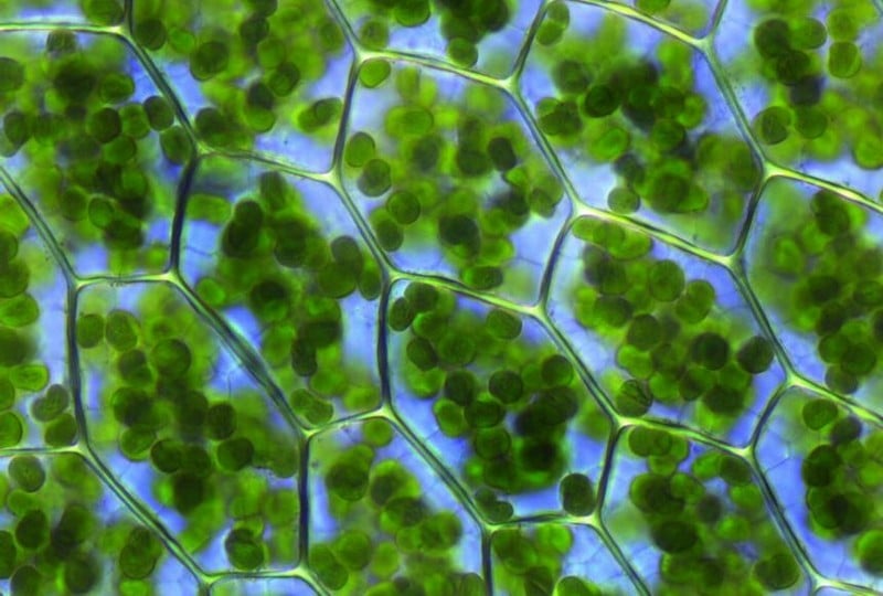 14 Impressive Health Benefits Of Chlorophyll (Eat More?) - OptingHealth